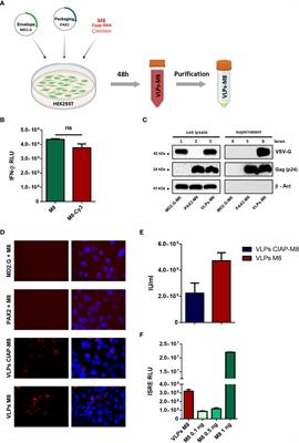 Virus-like particle – mediated delivery of the RIG-I agonist M8 induces a type I interferon response and protects cells against viral infection